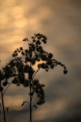 Pflanze im Sonnenuntergang vor Wasser