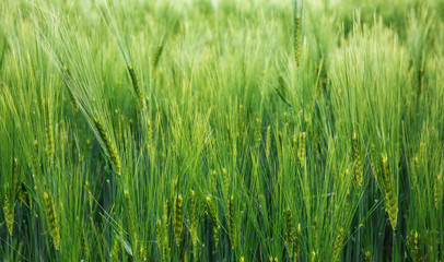 Green barley