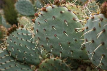 Trendy cactus pattern in trending desaturated mint blueish green colors
