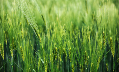 Green barley