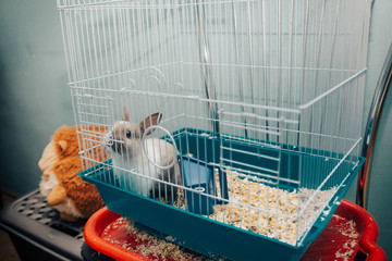 home rabbit cage 