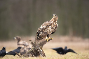 white tailed eagle, haliaeetus albicilla, Europe nature