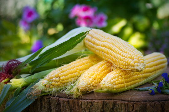 Corn on the cob in garden. Image of food vegetable product, sweet maize corn