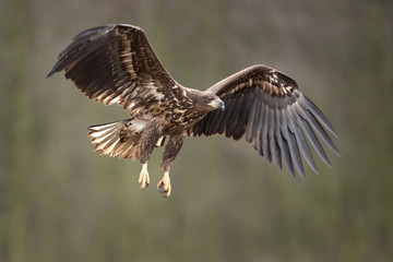white tailed eagle, haliaeetus albicilla, Europe nature