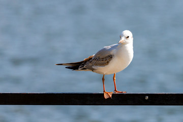 Seagull are birds in the family Laridae