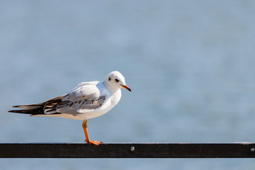 Seagull are birds in the family Laridae