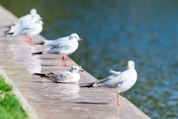 Seagulls are birds in the family Laridae