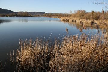Roselière du lac de madine
