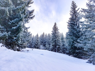 Naklejka premium snow covered pine trees in the French Alps