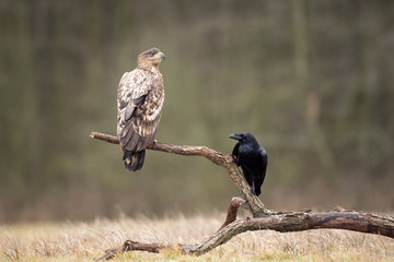 white tailed eagle, haliaeetus albicilla, Europe nature