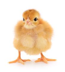 Small yellow chicken
