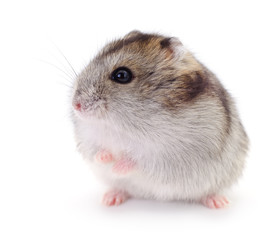 Small domestic hamster.