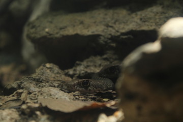Snake Eye