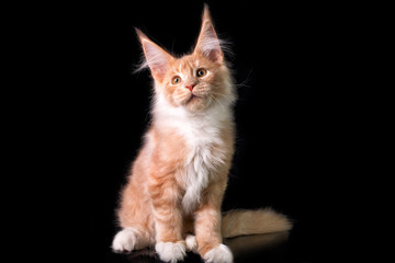 Obraz premium Adorable cute maine coon kitten on black background in studio, isolated.