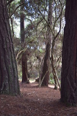 Obraz premium The forest on Honduras Aurora Park