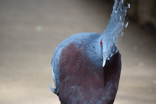 Victoria Crowned Pigeon