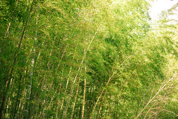 Bright landscape with lots of tall bamboo trunks