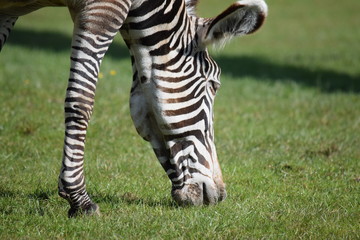 Fototapeta na wymiar zebra grazing
