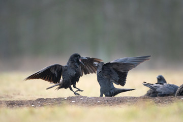 common raven, corvus corax, northern raven