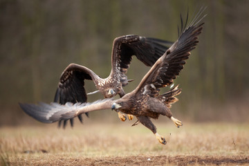 white tailed eagle, haliaeetus albicilla, Europe nature