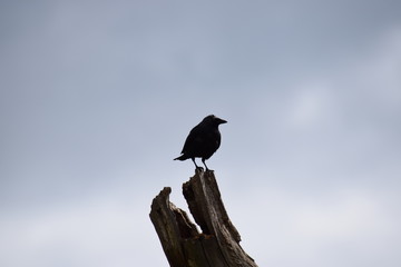 Fototapeta premium crow on tree silhoette