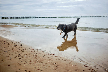 Dog playing with stick at seaside
