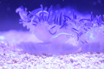 Obraz na płótnie Canvas upside down jellyfish