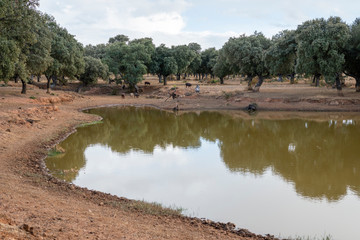 CERDOS IBERICOS EN LA DEHESA CHARRA COMIENTO BELLOTAS Y BEBIENDO AGUA