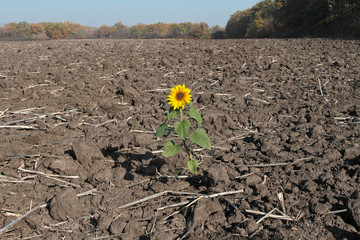 One sunflower flower on a harvested field