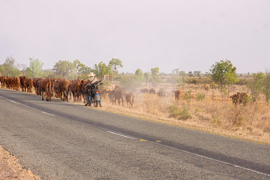 Modern female drover with her two dogs on motorcycle
