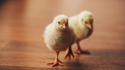 chicken and eggs