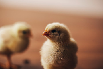 chick
