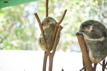 Male koala sitting in a tree branch surrounded by eucalyptus leaves