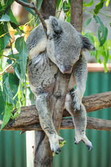 Male koala sitting in a tree branch surrounded by eucalyptus leaves