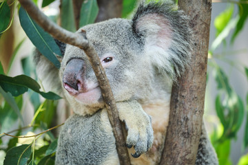 Male koala sitting in a tree branch surrounded by eucalyptus leaves