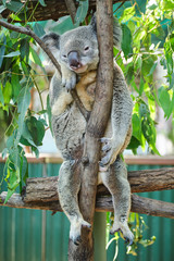 Male koala sitting in a tree branch surrounded by eucalyptus leaves