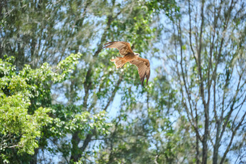 Black kite bird in flight