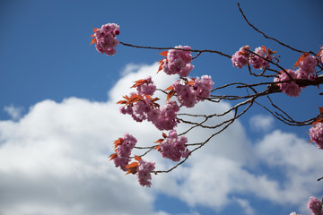Cherry Blossoms against a blue sky on a mildly cloudy day