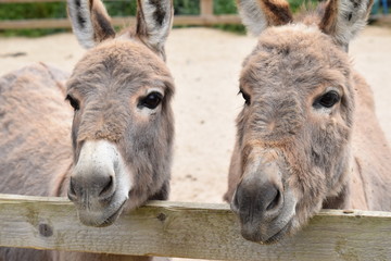 donkey pair