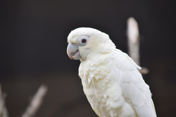 portrait of a parrot