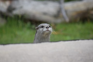 asian short clawed otter peeking