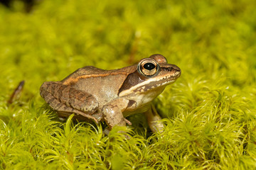 Wood frog on a bed of green moss - Rana sylvatica