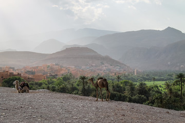 Panoramic view on the oasis of Tinghir in the Dades valley near the Tondra River in southern Morocco.