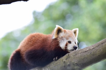 Obraz premium red panda in tree
