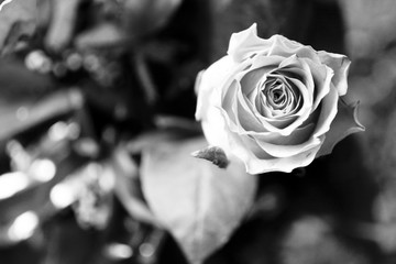 Black and white image of a rose on dark background