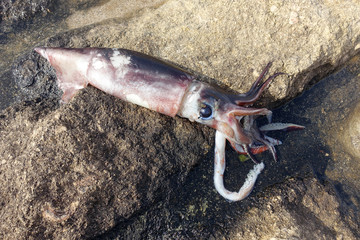 toter Gemeiner Kalmar (Loligo vulgaris)  am Strand © etfoto