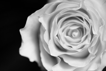 Black and white image of a rose on dark background