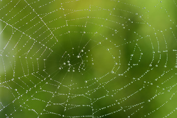 Close-up and background of a round spider web with lots of water drops that glisten in the sun and...
