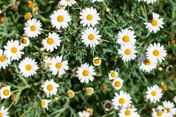 Fototapeta premium field of daisies