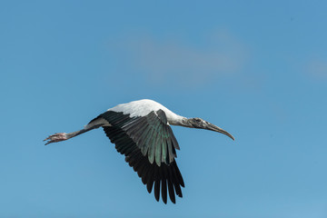 Obraz premium Wood Stork in Florida Marsh